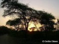 /album/fotogaleria/bosque-atardecer-jpg/